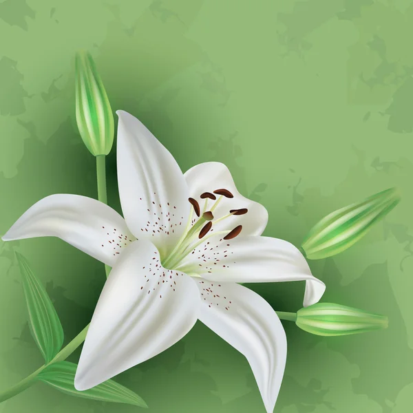 Fundo verde floral vintage com lírio flor — Vetor de Stock
