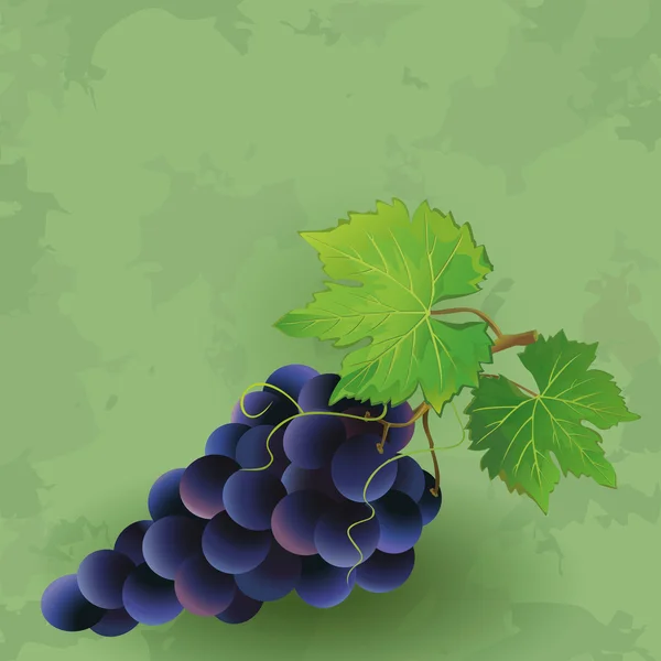 Fondo vintage con uva negra — Vector de stock
