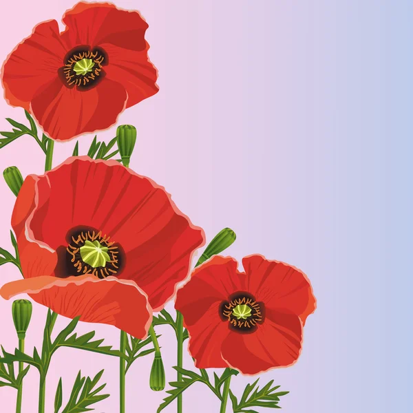 Hermoso fondo púrpura con flores amapolas rojas — Archivo Imágenes Vectoriales