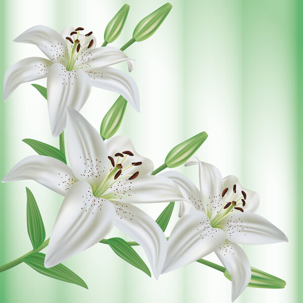 Поздравительная или пригласительная открытка с букетом цветов белые лилии
