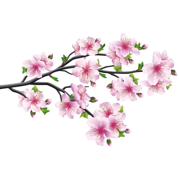 Fiore di ciliegio, sakura albero giapponese — Vettoriale Stock