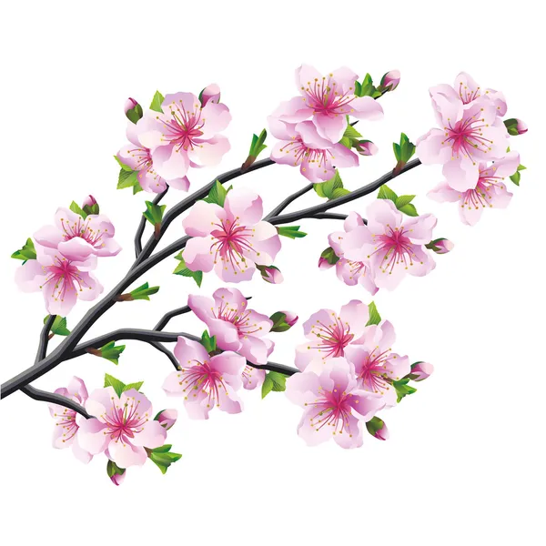 Sakura d'arbre japonais, fleur de cerisier isolée — Image vectorielle