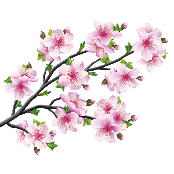 Japonská sakura, třešňového květu izolované — Stockový vektor