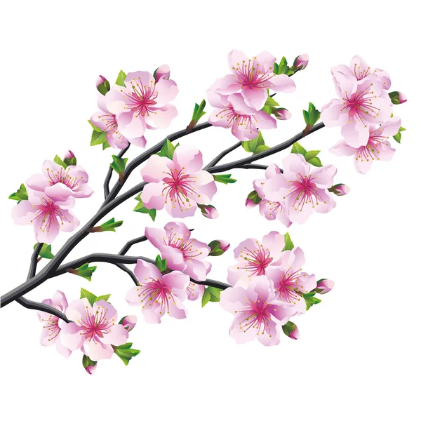 Японське дерево sakura, вишня цвітіння ізольовані — стоковий вектор