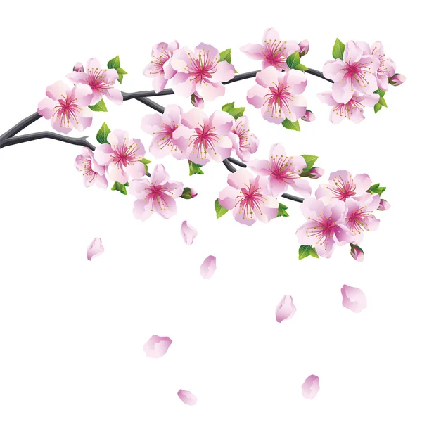 Ramo florescente de sakura - cerejeira japonesa —  Vetores de Stock