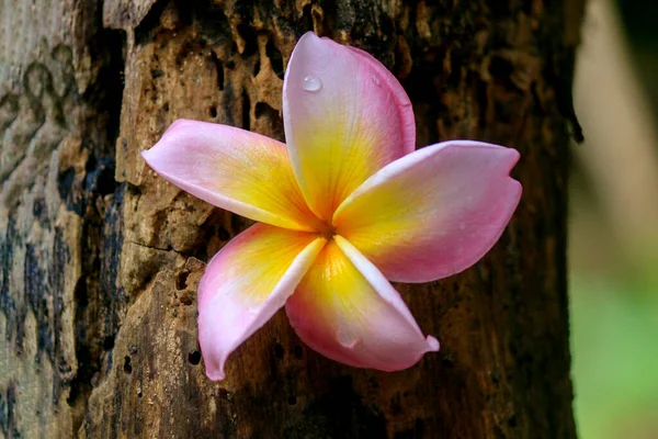 Frangipani Tropical Spa Flower Progettazione Frontiera Plumeria — Foto Stock