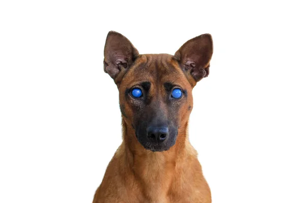 Brązowy Pies Niebieskimi Oczami Spowodowany Jadem Węża Plującego Niego Białym Obraz Stockowy