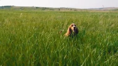 Karizmatik ve sevimli küçük köpek İngiliz cocker spanyel kameranın önündeki yeşil alanda yürüyor