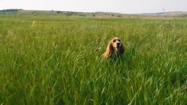 Харизматичний і милий маленький собака Англійський кокер прогулюючись через зелене поле перед камерою — стокове відео