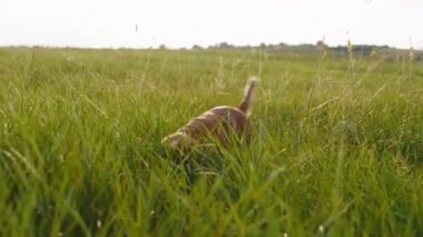 Kameranın önünde yürüyen karizmatik şirin köpek büyük yeşil alanda İngiliz cocker spaniel 'inin pirincini yiyor.