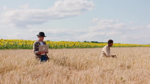 Χαρισματικό ζευγάρι πολυφυλετικές αγρότες στη μέση του όμορφου τομέα σιτάρι αγγίζοντας τα αυτιά του σιταριού ο άνθρωπος πληκτρολογώντας κάτι στο laptop του — Αρχείο Βίντεο