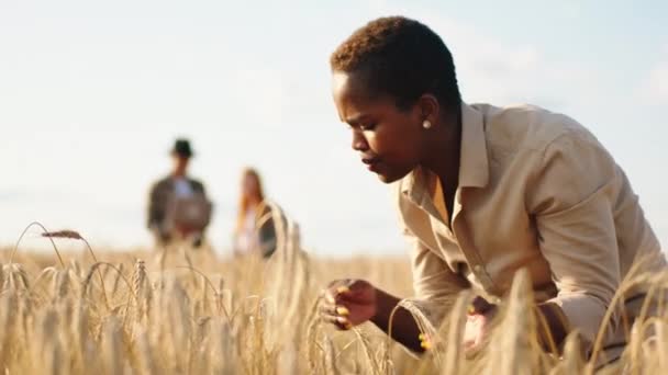 Trabajadora negra agricultora en medio del campo de trigo mientras su pareja multirracial analiza los resultados de la cosecha — Vídeos de Stock