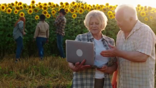 Характерною з великою посмішкою і кумедною старою парою фермерів є розмова біля поля соняшників вони використовують ноутбук для аналізу врожаю соняшників — стокове відео