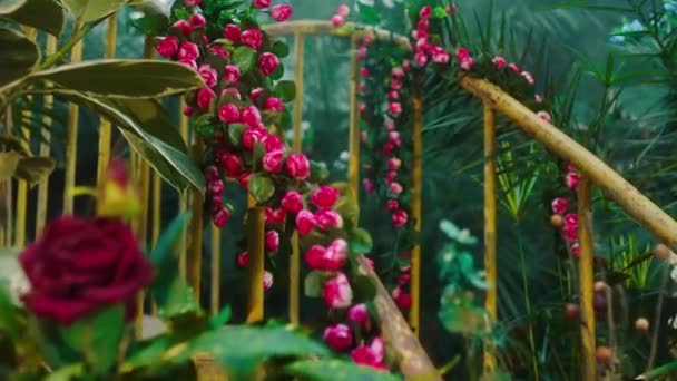 Fleurs rouges étonnantes à travers le pont tout dans l'incroyable serre à proximité de la caméra — Video