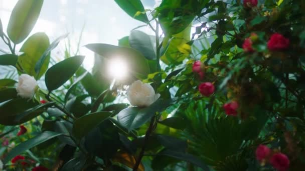 Amazing green plants and flowers closeup capturing video in a large flowers shop — Stock Video