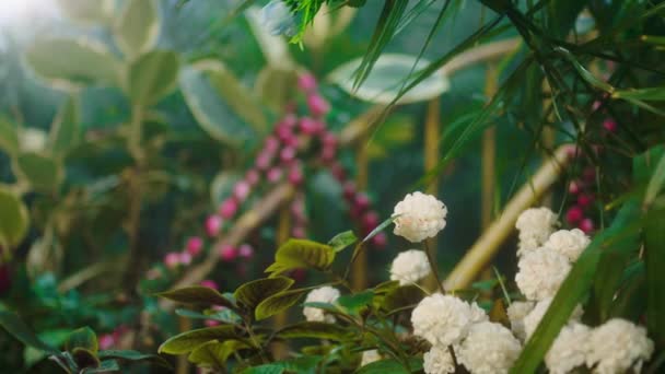 大規模な温室の概念近代的な熱帯植物や花のビデオをクローズアップ撮影 — ストック動画