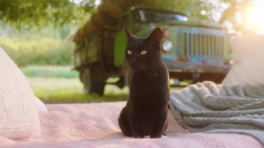 Kameraya yakın bir yerde sevimli siyah bir kedi bahçenin ortasındaki yatağın üzerine oturur.