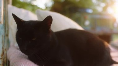 Kameranın önündeki sevimli siyah kedi portresi evin dışındaki terasta dinleniyor.