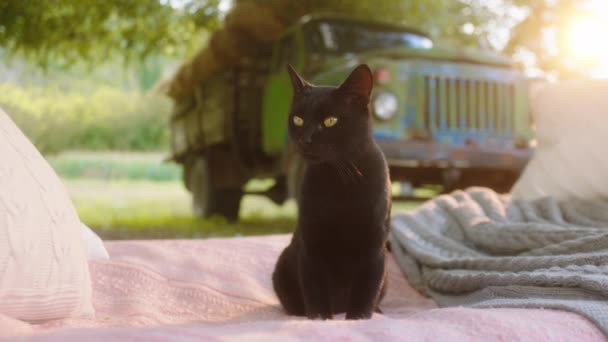 Closeup στην κάμερα ένα χαριτωμένο μαύρη γάτα λάβει ένα sit στο κρεβάτι στη μέση του κήπου υπαίθρου τρόπο ζωής — Αρχείο Βίντεο
