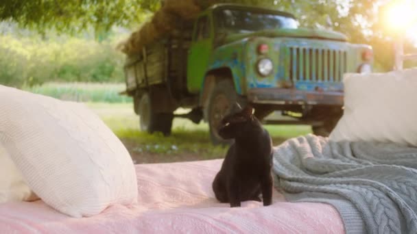 Concepto de campo hermoso gato tener un tiempo frío fuera de la casa tomar una siesta en la cama al lado del jardín — Vídeo de stock