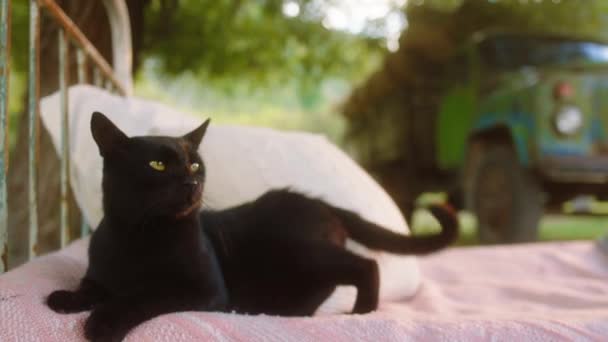 Portrait rapproché de chat mignon étonnant ont un temps de refroidissement sur le lit à côté de la maison sur la terrasse. Tourné sur ARRI Alexa Mini. — Video