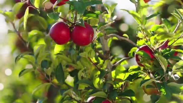 En automne, à la ferme de pommiers verger prendre vidéo gros plan d'une pomme mûre, pommier sur le concept de fond de l'agriculture récolte d'aliments jardinage récolte de fruits — Video