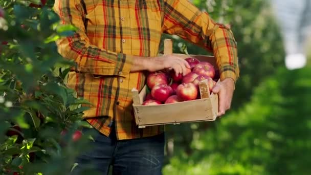 En frente de la cámara hombre agricultor recoger la manzana roja orgánica del árbol y poner en el cofre de madera en un gran huerto de manzanas — Vídeo de stock