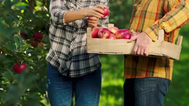 有機リンゴ園のカメラの前で2人の農家の女性と男は木から熟した赤いリンゴを拾い上げ、有機食品や果物の木の胸の概念に入れます — ストック動画