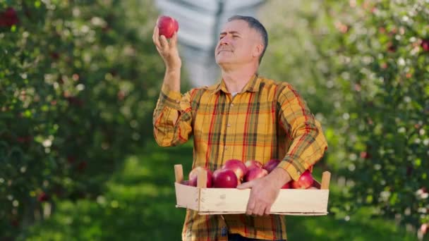 Perfect autumn day in a modern apple orchard good looking mature farmer examination the ripe apples from the wooden chest in front of the camera — Stock Video