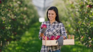 Kameranın önünde elma hasadıyla poz veren modern bir elma bahçesinin ortasında olgun bir kadın çiftçi elinde kırmızı olgun elmalarla dolu tahta bir sandık tutuyor. 4k