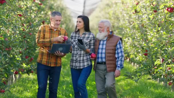 Early autumn day in the middle of apple orchard good looking old man farmer and his son and daughter walking through the ripe apple tree smelling the apples and using laptop and tablet to make some — Stock Video