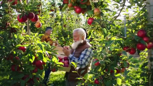 Inizio autunno primo piano per la fotocamera in un bellissimo frutteto di mele biologico vecchio contadino e suo figlio insieme raccogliere il raccolto di mele e mettere nel petto di legno l'uomo prendere una mela e odore — Video Stock
