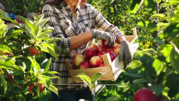 Υπέροχη ηλιόλουστη μέρα το φθινόπωρο στη μέση του σύγχρονου οπωρώνα μήλου όμορφη αγρότισσα συλλέγουν τα ώριμα μήλα από το δέντρο — Αρχείο Βίντεο