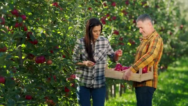 Egy kora őszi napon gyönyörű nő és férfi gazdák az almás gyümölcsösben gondosan összegyűjti az almatermést a fáról — Stock videók