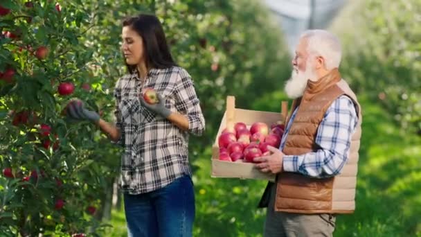 Famiglia concetto di piccola impresa bella signora e suo nonno vecchio agricoltore nel bel mezzo di raccolta frutteto di mele felice il raccolto di mele dagli alberi. Girato su ARRI Alexa Mini — Video Stock