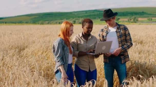 Bonito fazendeiro cara e outras duas senhoras fazendeiros no meio do campo de trigo analisando a partir do laptop a colheita deste ano — Vídeo de Stock