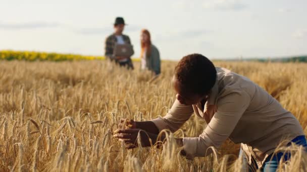 Harika görünümlü siyah kadın çiftçi buğday tarlasının ortasında bir iş günü geçirirken o hasat sonuçlarını analiz ederken diğer çiftçiler genç bayan ve erkek tartışıyorlar. — Stok video