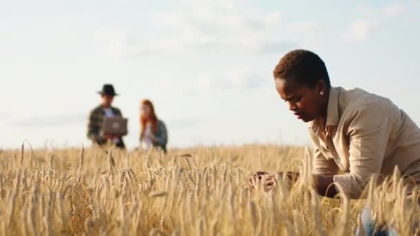 Gülümseyerek mutlu olan siyah kadın çiftçi bu yıl tarladan toplanan hasadı analiz ederken diğer çiftçiler bir şeyi analiz ediyorlar. — Stok video