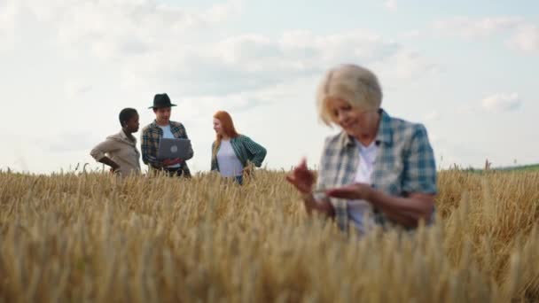 Na środku pola pszenicy dobrze wyglądająca starsza pani rolnik analizując zbiory pszenicy innych młodych rolników na tle wielorasowych ludzi rozglądających się i analizujących. 4k — Wideo stockowe