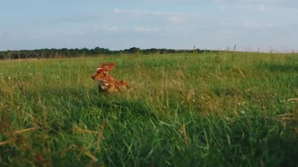 큰 들판 한 복판에서 작고 귀여운 영국의 코커스패니얼 라세가 카메라 앞에서 빠르게 달리고 있습니다 — 비디오