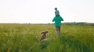 Büyük tarlada mutlu bir baba, sırtında küçük oğlu çimenlerin arasından sevimli bir köpekle koşuyor ve arkadan videoyu çekiyor.