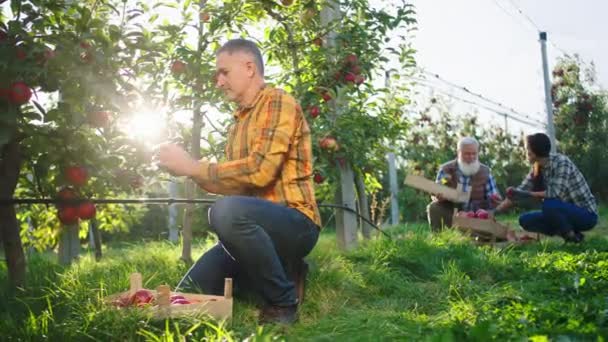 Begreppet ekologisk jordbruksindustri bonde familjemedlemmar alla tillsammans plocka upp äppelskörd från träden och sätta dem i trä bröstet. 4k — Stockvideo