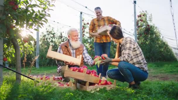 В середине современного яблоневого сада старый харизматичный человек фермер и члены его семьи счастливый конец собирать урожай яблок с этого года — стоковое видео