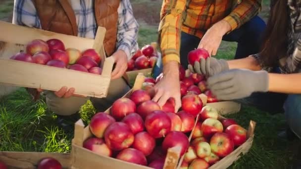 Detalhes de close Família agricultor no meio do pomar de maçã no final quando coletar a colheita da maçã organizá-los no peito de madeira. Tiro em ARRI Alexa Mini — Vídeo de Stock