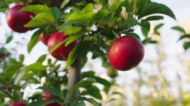 Elma bahçesinde sonbahar sabahının erken saatlerinde olgun kırmızı elma konsepti olan tarım endüstrisini ve organik besinleri videoya çekiyoruz.