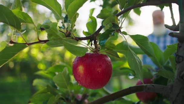 Mitten in der Apfelplantage Konzept der Bio-Lebensmittel, die Video von reifen roten Apfel aus dem Baum Hintergrund alter Bauer sammeln die Ernte — Stockvideo