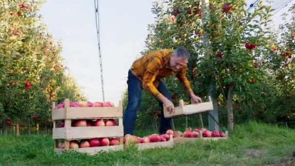 阳光明媚的秋日，在苹果园里，他拾起装满苹果收获的木箱，把他们安排好 — 图库视频影像