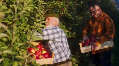 Elma bahçesinin ortasında güneşli, mükemmel bir sonbahar günü yakışıklı yaşlı çiftçi oğluyla birlikte ağaçtan olgun elmaları toplayıp ahşap sandığa koyuyorlar.