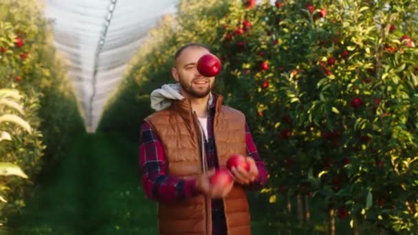 Tampan pemuda petani mengambil beberapa apel matang merah dan bermain dengan mereka sangat bersemangat tentang panen yang baik dari tahun ini — Stok Video