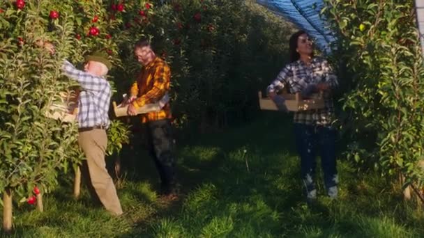 Organik taze meyve kavramı bir aile çiftçisi elma bahçesinin ortasında birlikte çalışarak ağaçtan elma hasadını toplar. — Stok video